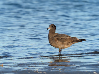 Fototapeta premium Heermann's gull, Larus heermanni