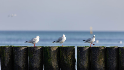 white gulls sitting on the breakwater