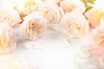 Obraz na płótnie Canvas Beautiful white roses flowers .