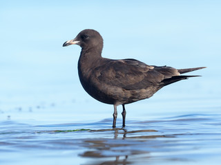 Heermann's gull, Larus heermanni