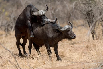 Rolgordijnen Cape buffalo, African buffalo in the wilderness © Ozkan Ozmen