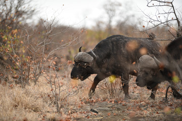 Cape buffalo, African buffalo in the wilderness