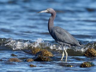 Little-blue heron, Egretta caerulea