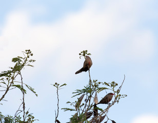 Photo of birds on a tree
