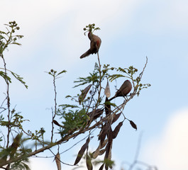 Photo of birds on a tree