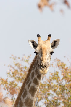 A photo of giraffa in savannah