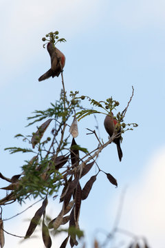 Photo of birds on a tree