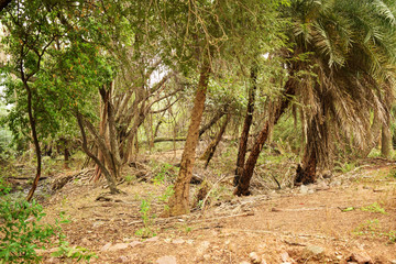 deep jungle forest greenery, big trees