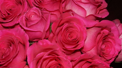 flowering garden plants: roses, gerberas, irises