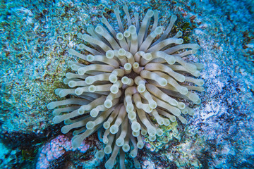 Fototapeta na wymiar memorizing anemone