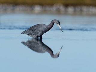 Little-blue heron, Egretta caerulea