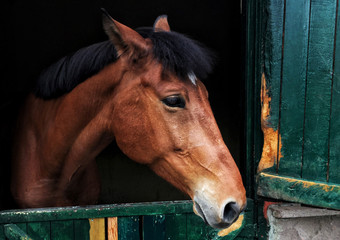 Brown Horse in barn - 321883854
