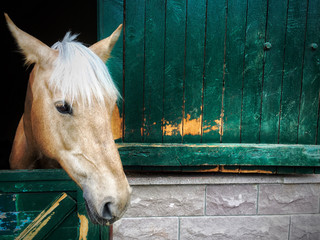 white horse in barn - 321883862