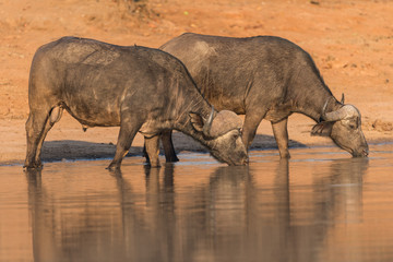 Fototapeta premium Cape buffalo, African buffalo in the wilderness