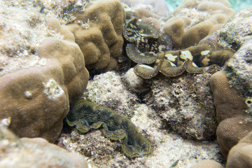 Naklejka na ściany i meble A beautiful view of corals