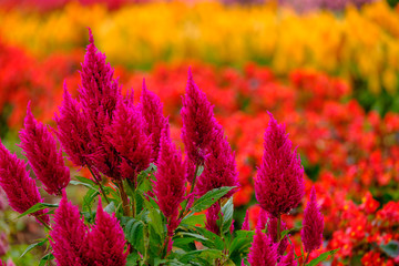 フラワーガーデン