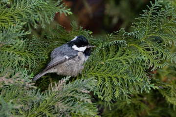Portrait of Coal tit (Periparus ater) perched in green leafes