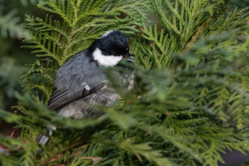 Portrait of Coal tit (Periparus ater) perched in green leafes