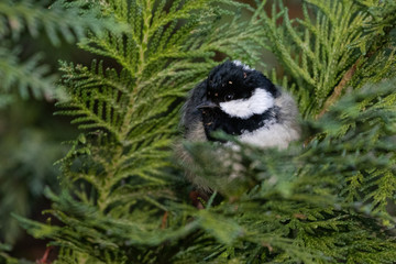 Portrait of Coal tit (Periparus ater) perched in green leafes