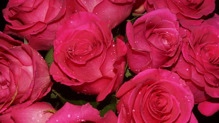 flowering garden plants: roses, gerberas, irises