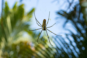 A spider waiting for a catch