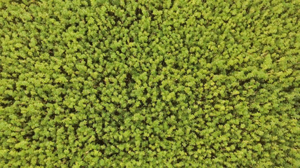 Aerial top view of a beautiful marijuana CBD hemp field