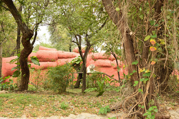 White Tiger in Zoo Park