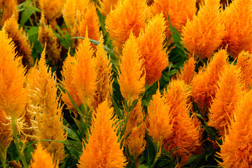 フラワーガーデン