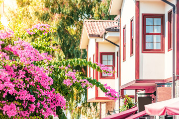 Fototapeta na wymiar Beautiful blooming trees on the background of colorful balconies in one of the streets of Side, Turkey