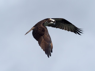 Osprey, Pandion haliaetus