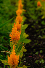 フラワーガーデン