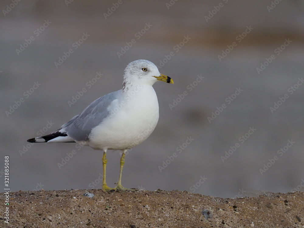 Sticker Ring-billed gull, Larus delawarensis