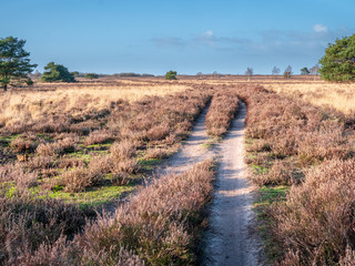 The direction of life in nature translation