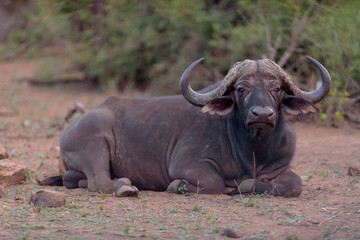 Obraz premium Cape buffalo, African buffalo in the wilderness
