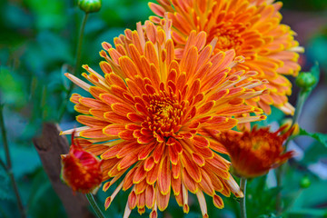 Blooming orange color chrysanthemum flower in a garden.
