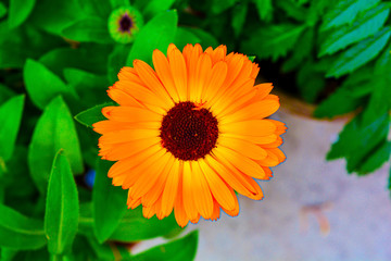 Beautiful orange color Calendula flower with green background.