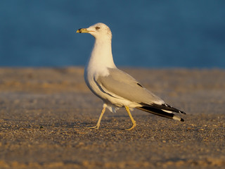 Ring-billed gull, Larus delawarensis