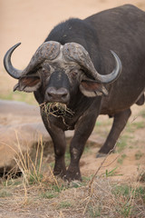 Cape buffalo, African buffalo in the wilderness