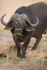 Cape buffalo, African buffalo in the wilderness