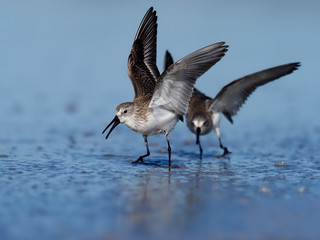 Sanderling, Calidris alba