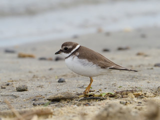 Semipalmated plover, Charadrius semipalmatus,