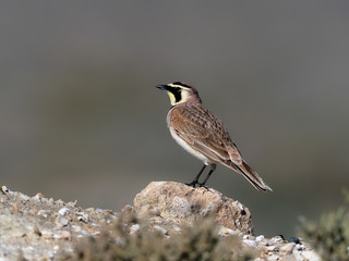 Shore lark or Horned lark,  Eremophila alpestris