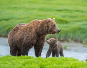 Obraz premium Brown Bear Mother and Cub McNeil River, Alaska