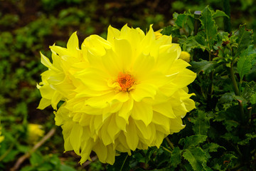 フラワーガーデン