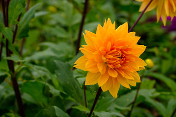 フラワーガーデン