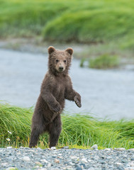 Brown Bear cub at McNeil River, Alaska