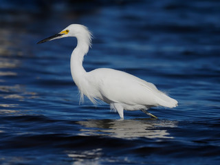 Snowy egret, Egretta thula