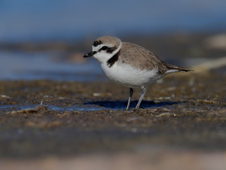 Snowy plover, Charadrius alexandrinus