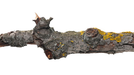 Dry branch with yellow lichen isolated on white background, clipping path