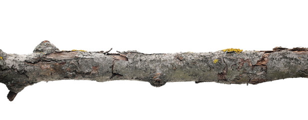 Dry branch with yellow lichen isolated on white background, clipping path